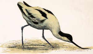 Avocet af English School