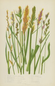 Axillær Carex, Boenninghausen