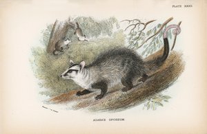 Azaras Opossum af English School