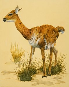 Baby lama af English School