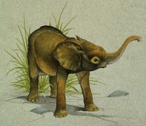 Baby elefant af English School