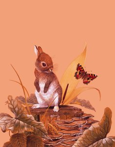 Baby kanin af English School