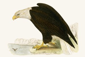 Bald Eagle, illustration fra 