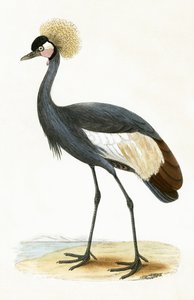 Balearisk trane, illustration fra 