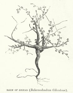 Balsam of Gilead, Balsamodendron Gileadense (gravering) af English School
