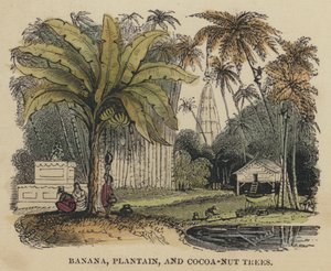 Banan-, plantain- og kakao-nøddetræer (farvet gravering) af English School