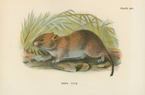 Bank Vole af English School