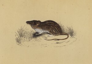 Barbary Mouse (farve litho) af English School