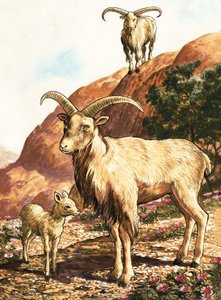 Barbary får af English School