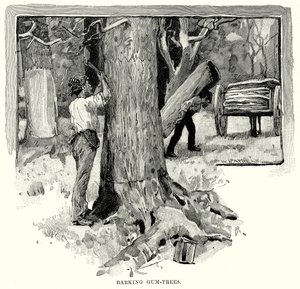 Barking Gum-Trees (gravering) af English School