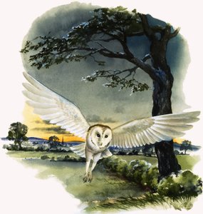 Kirkeugle i flugt, illustration fra 