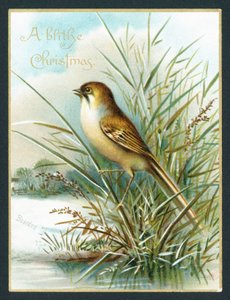 Bartmeise von English School