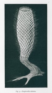 Skønheder i naturen: Euplectella Suberea (litho) af English School