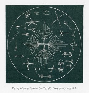 Schönheiten der Natur: Schwammspicula (Lithografie)