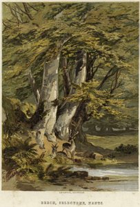 Bøgetræer nær Selborne, Hampshire af English School
