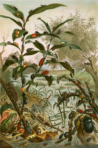 Biller i en oversvømmelse af English School