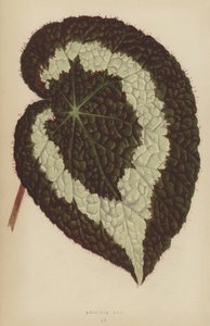 Begonia Rex af English School