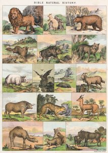 Bibelens naturhistorie af English School