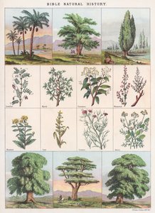 Bibelens naturhistorie af English School