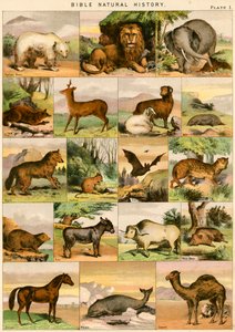 Bibelens naturhistorie af English School
