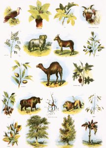 Bibelske illustrationer af English School