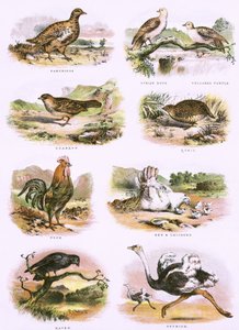 Bibelsk naturhistorie af English School