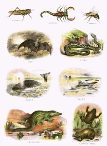 Bibelsk naturhistorie af English School