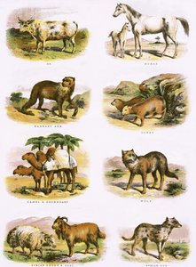 Bibelsk naturhistorie af English School