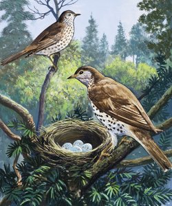 Fugle og Rede af English School