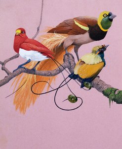 Birds of Paradise (gouache på papir) af English School