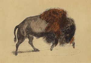 Bison (farvelitografi) af English School