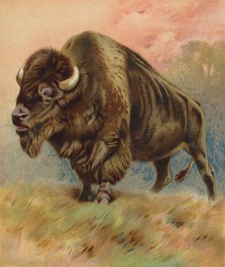 Bison (farvelitografi) af English School
