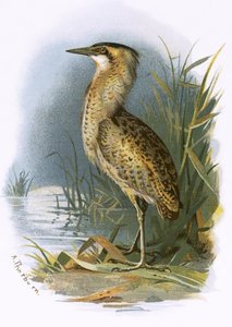 Rørdrum