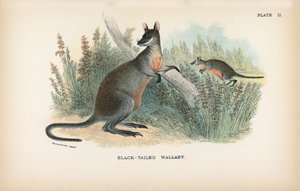 Black-tailed Wallaby af English School