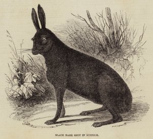 Sort hare skudt i Suffolk (gravering) af English School