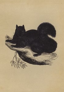 Sort egern (farvelitografi) af English School