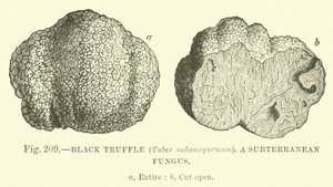 Black Truffle (Tuber melanospermum); A subterranean fungus  af English School