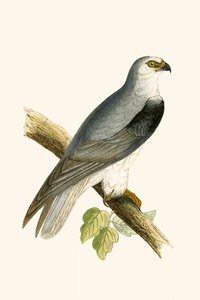 Black Winged Kite, illustration fra 