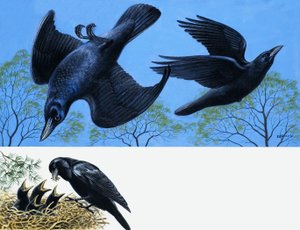 Blackbirds af English School