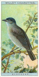 Blackcap af English School