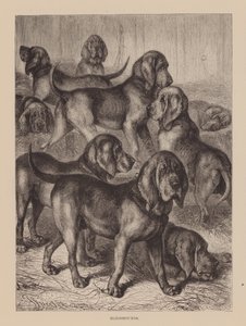 Blodhunde (indgravering) af English School