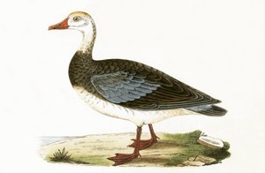 Blue Winged Goose, illustration fra 