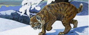 Bobcat af English School