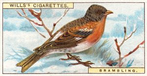 Brambling af English School