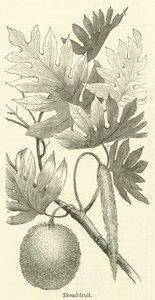 Brød-frugt (gravering) af English School