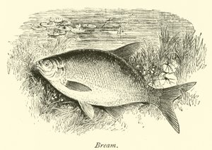 Brasen af English School