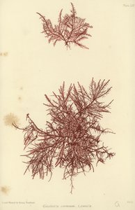 British Sea-Weed (naturtrykt) af English School