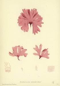 British Sea-Weed (naturtrykt) af English School