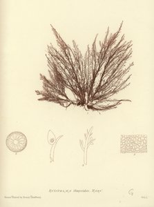 British Sea-Weed (naturtrykt) af English School