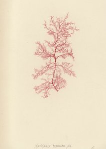 British Sea-Weed (naturtrykt) af English School